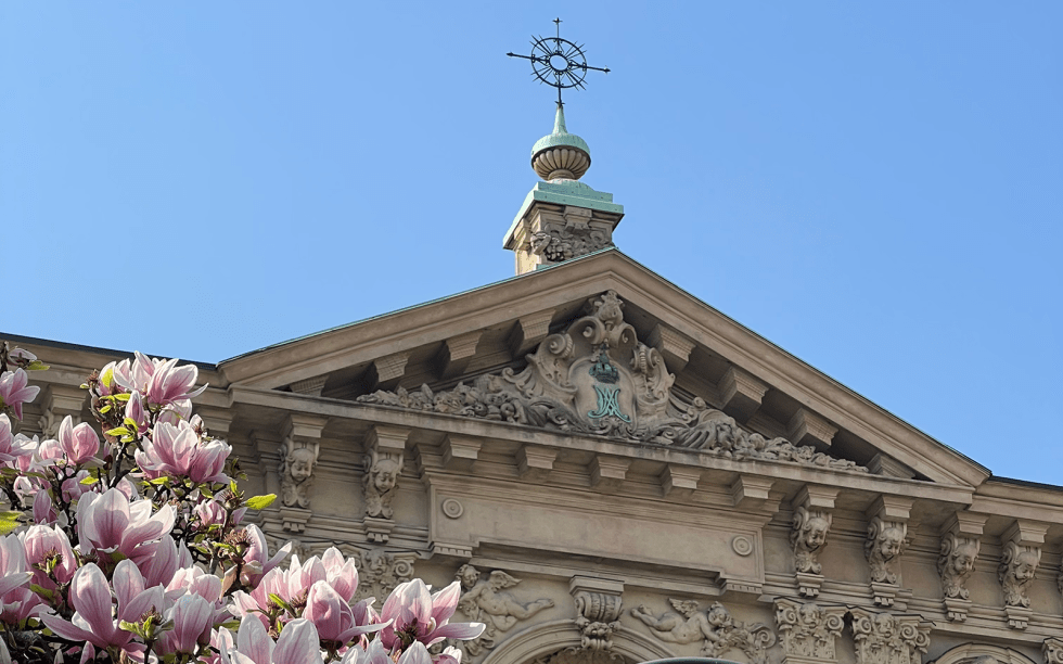 Magnolia flowers in bloom in front of a historic building in Milan, Italy